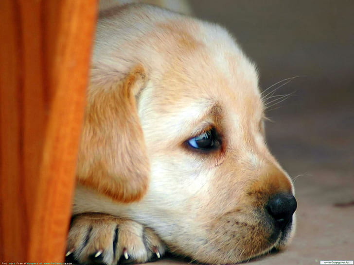 HD wallpaper: Such A Cutie, beige puppy, puppie, labrador, resting, cute,  animals | Wallpaper Flare