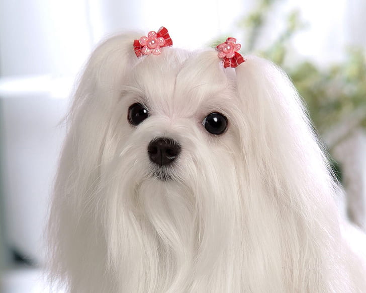 cute maltese Maltese dog white fluffy animal Pet princess HD