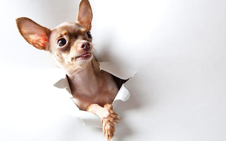 Curious Chihuahua, puppy, background, funny, HD wallpaper