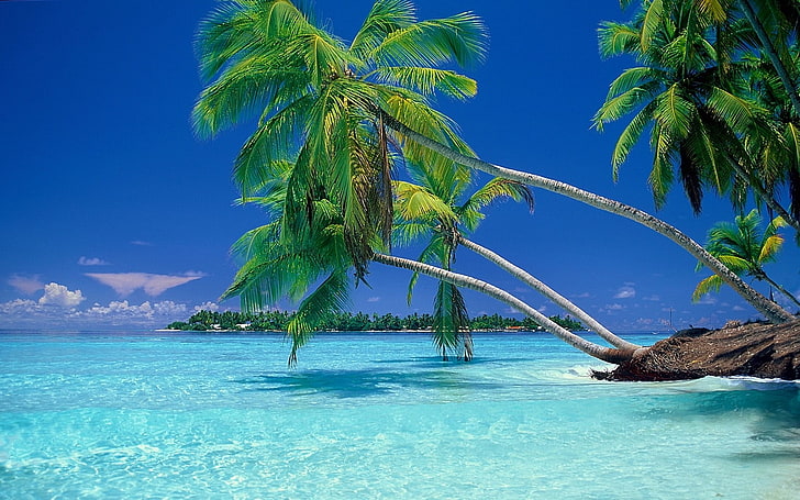 green coconut palm tree, nature, landscape, beach, tropical, sea, 
