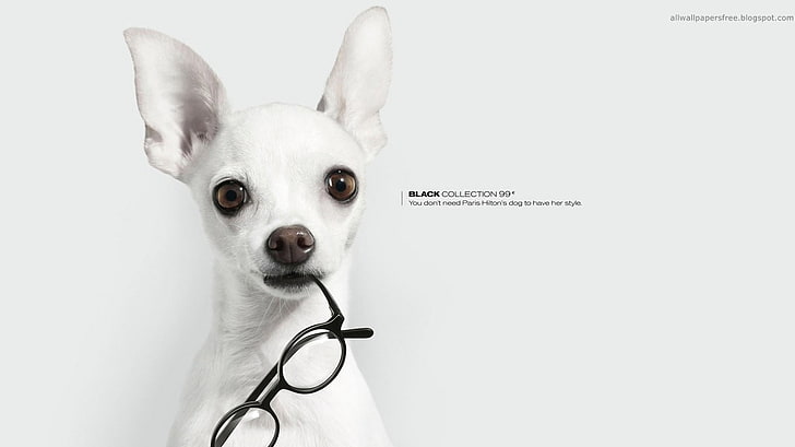 white Chihuahua, artwork, commercial, glasses, dog, animals, one animal