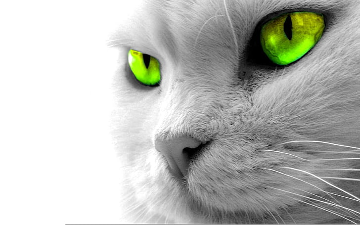 Neon Eyes Cat, selective focus photography of cat's green eyes, HD wallpaper