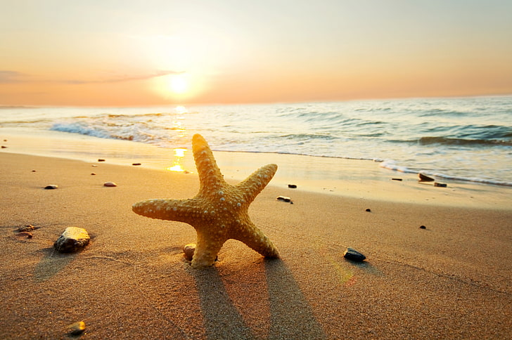 brown starfish, sea, beach, summer, the sky, clouds, sunset, nature, HD wallpaper