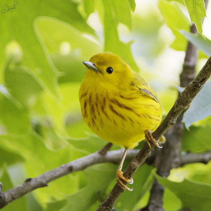 yellow bird on tree branch during daytime, yellow warbler, yellow warbler