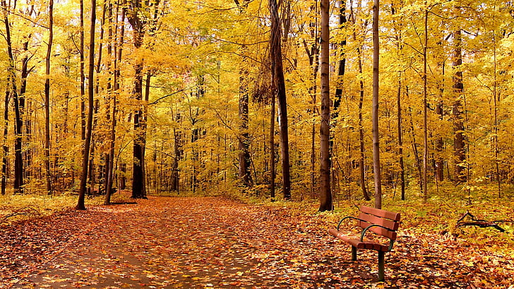 nature, trees, forest, branch, leaves, fall, bench, path, wood, HD wallpaper