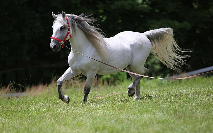 Lipizzaner Is A Member Of Breeds Of Horses Bred In Lipica. The Breed Was Established In 1580 On The Slovenian Karst, In The Habsburg Monarchy.   Lipicanec, HD wallpaper