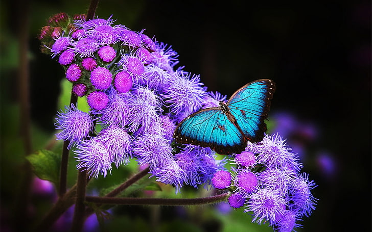 butterfly, flowers, purple flowers, insect, animals, flowering plant, HD wallpaper