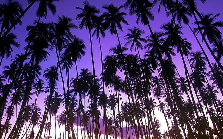 green coconut trees, beach, purple, palm trees, landscape, dawn, HD wallpaper