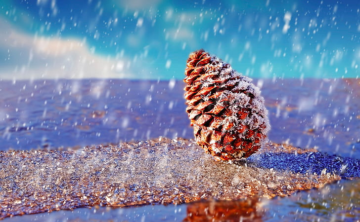 snow, pine cones, rain, water drops