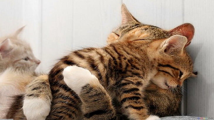 Cat Mom's Little Precious, black tabby kitten, tiger, nice, beautiful, HD wallpaper