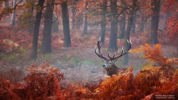 Red Deer Stag in Autumn, Fall