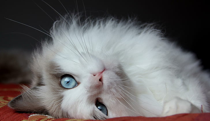 fluffy cat, cat, lies, eyes, handsome cat, HD wallpaper