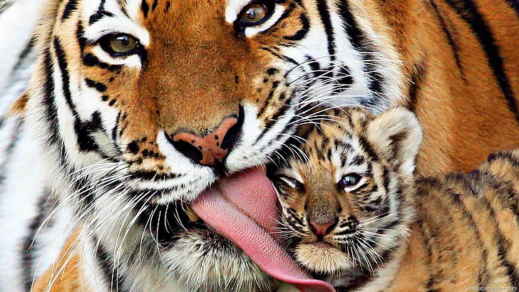 tigers, tigercub, baby, mom, mum, wilde, stripes, tonge, beautiful, HD wallpaper