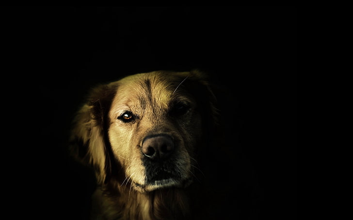 HD wallpaper: adult golden retriever, dogs, face, shadow, nose, eyes, pets  | Wallpaper Flare