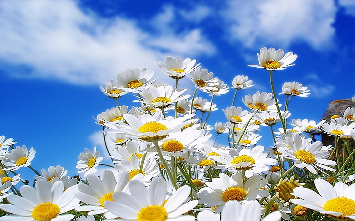 white daisy flowers, nature, plants, macro, sunlight, white flowers, HD wallpaper