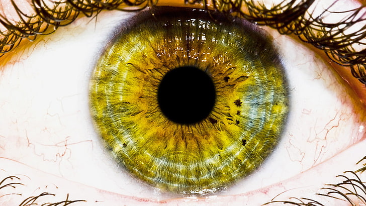 nature, eyes, green eyes, sensory perception, eyesight, human eye, HD wallpaper