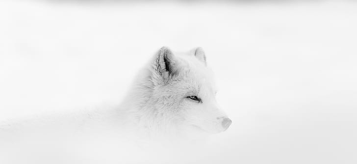 wolf, landscape, pine trees, arctic fox, HD wallpaper