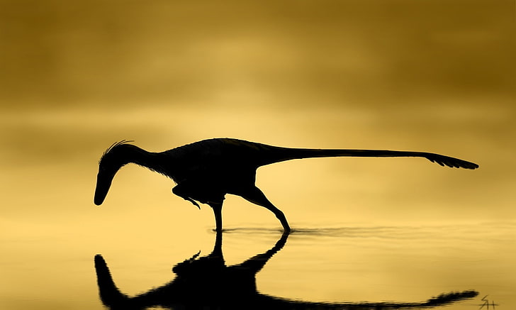 dinosaurs, silhouette, one animal, animal themes, animals in the wild, HD wallpaper
