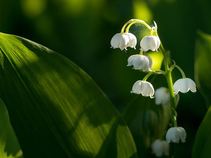 white flowers, Little kiss, sun, Blume, Frühling, Spring, Panasonic Lumix G5, HD wallpaper