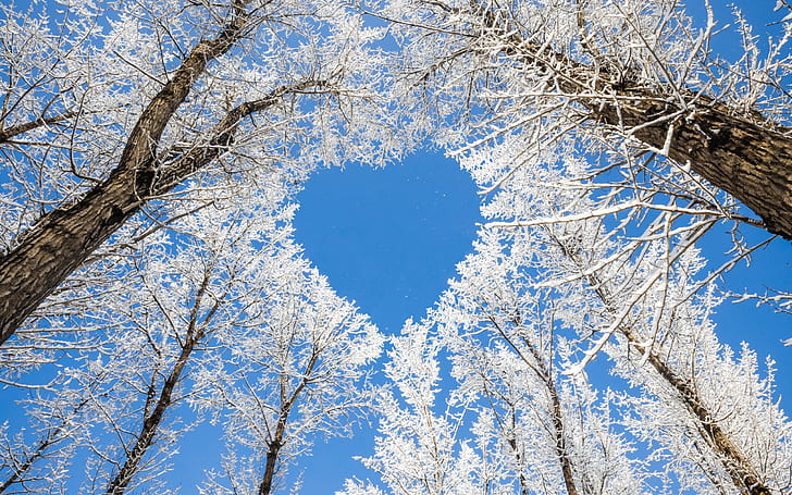 nature, forest, snow, heart, cyan, trees, clear sky, winter