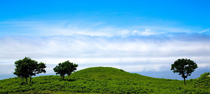green grass field with trees, Hokkaido, Japan, nature, outdoors, HD wallpaper
