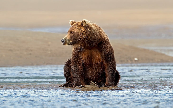 grizzly bear, water, sit, brown Bear, animal, wildlife, mammal, HD wallpaper