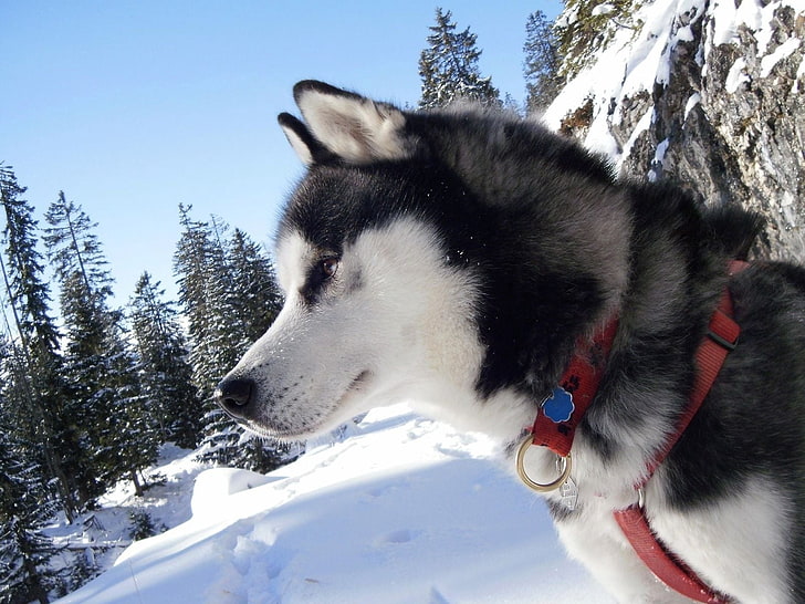 adult black and white Siberian husky, laika, collar, snow, spotted