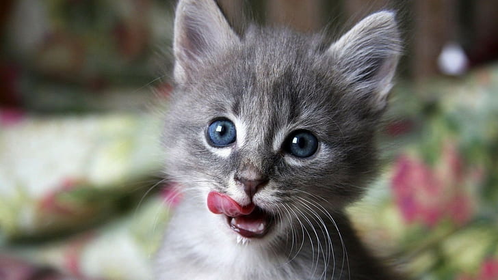 Kitten, Muzzle, Lick, Curiosity, animal themes, mammal, domestic