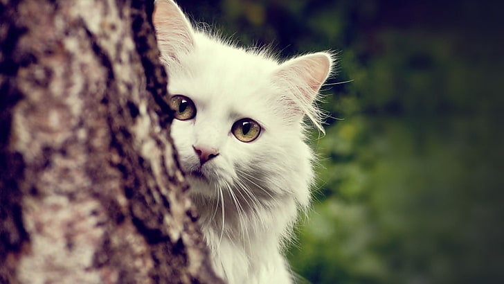 white cat, animals, nature, Maine Coon, domestic cat, feline