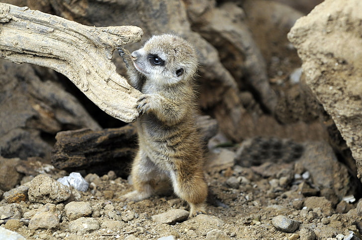 Animals Meerkats Baby Animals 1080p 2k 4k 5k Hd Wallpapers Free Download Wallpaper Flare