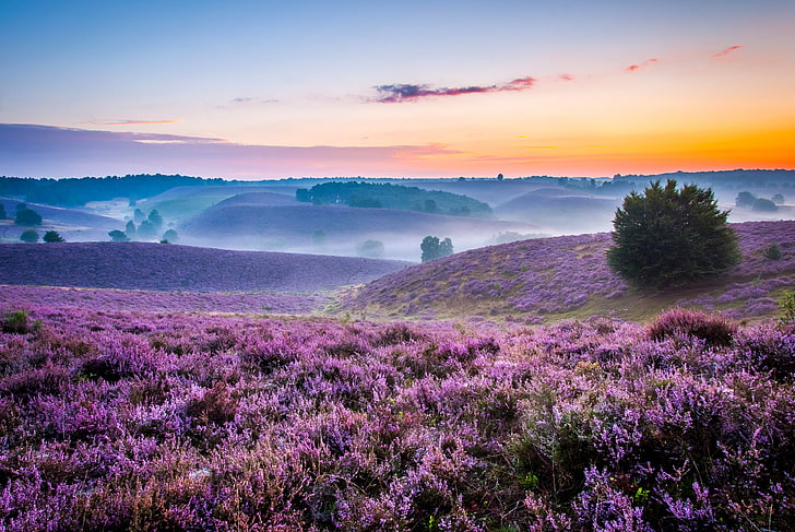 purple bed of flowers, fog, dawn, hills, field, morning, space, HD wallpaper