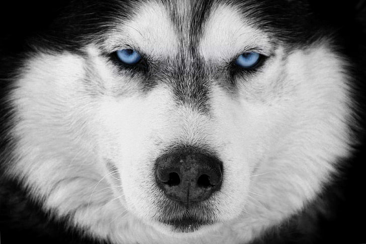 black and white, blue eyes, dog, husky, siberian husky, one animal