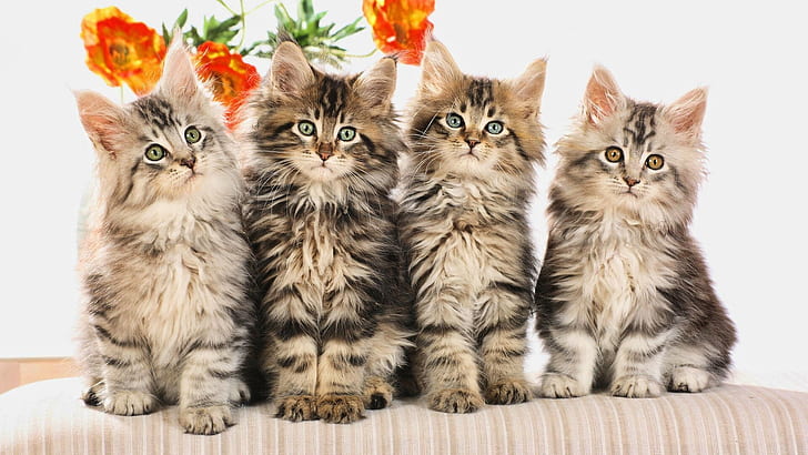 Four cute little cat, HD wallpaper