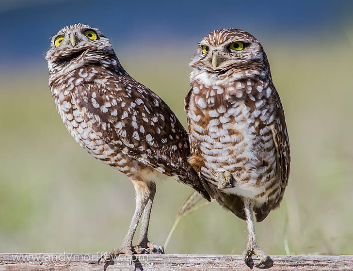 close up photo of two Owls, Burrowing, Ryder Cup, Nature, Lens
