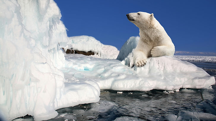 polar bear, arctic ocean, freezing, polar ice cap, sea ice