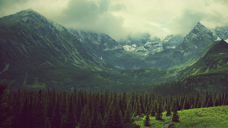 green trees and mountains wallpaper, forest, forest clearing