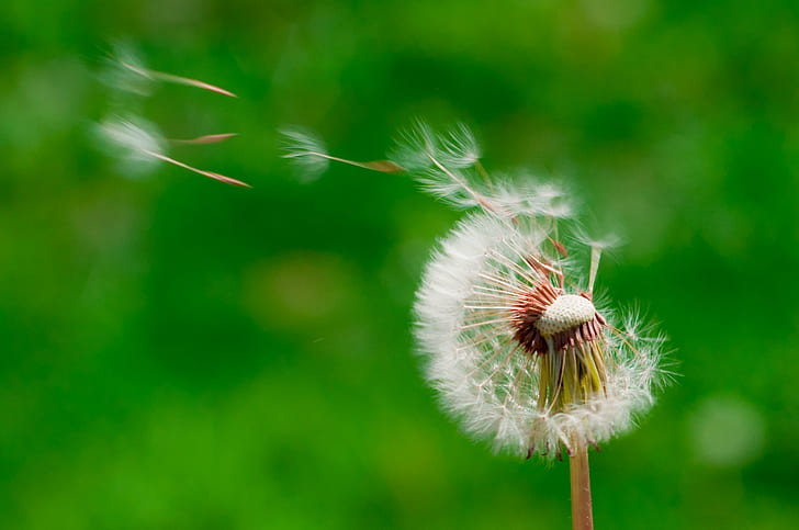 wind blowing dandelion buds in selective focus photography, dandelion, HD wallpaper