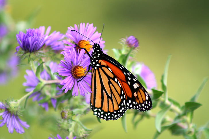 selective-focused photography of brown butterfly, aster, england, aster, england