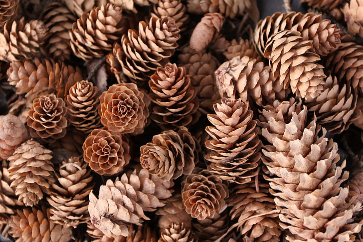 brown pinecones, macro, nature, Pine cones, close-up, full frame, HD wallpaper