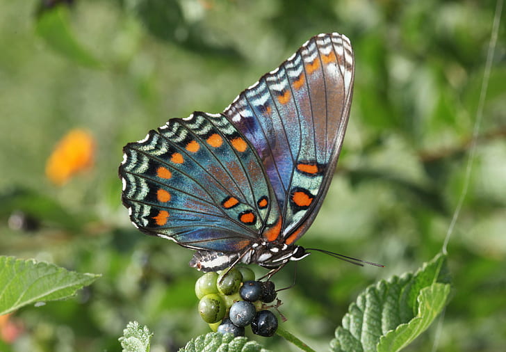 selective photo of butterfly on flower buds, spotted, spotted