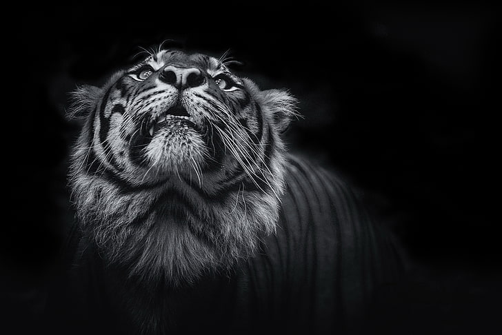 tiger, animals, 4k, 5k, hd, monochrome, black and white, animal themes, HD wallpaper