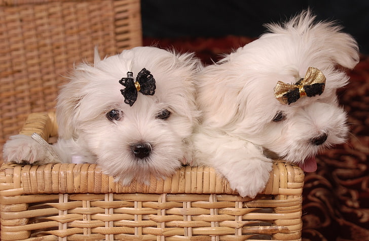 two long-coated white puppies, maltese, couple, basket, bow, dog, HD wallpaper