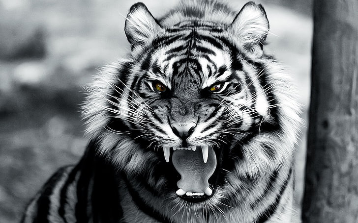 grayscale photo of tiger, animals, digital art, roar, animal themes