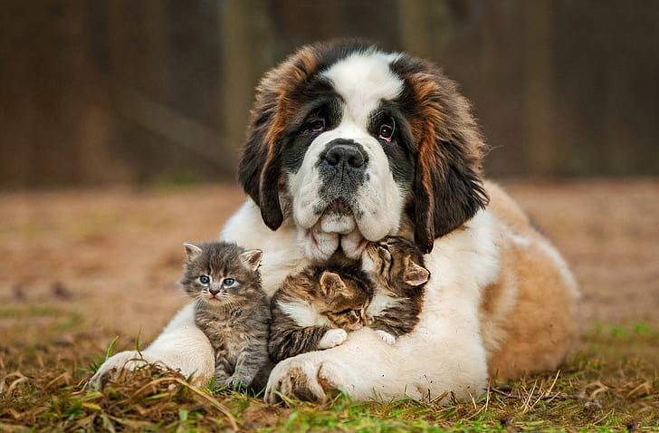 saint bernard, dog, kitten, puppy, grass, HD wallpaper
