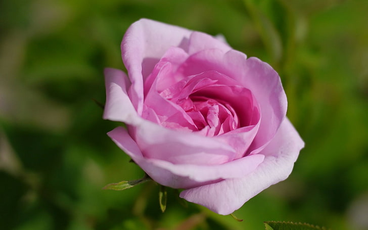 rose, pink roses, flowers, pink flowers, flowering plant, beauty in nature, HD wallpaper