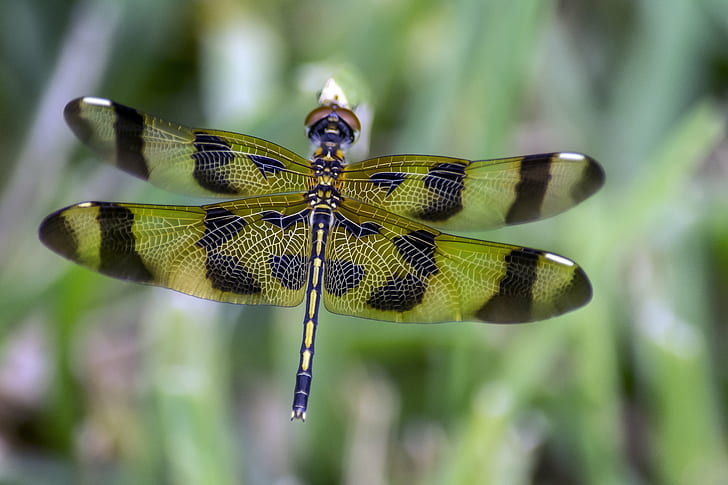 green and black dragonfly during daytime, halloween pennant, halloween pennant, HD wallpaper