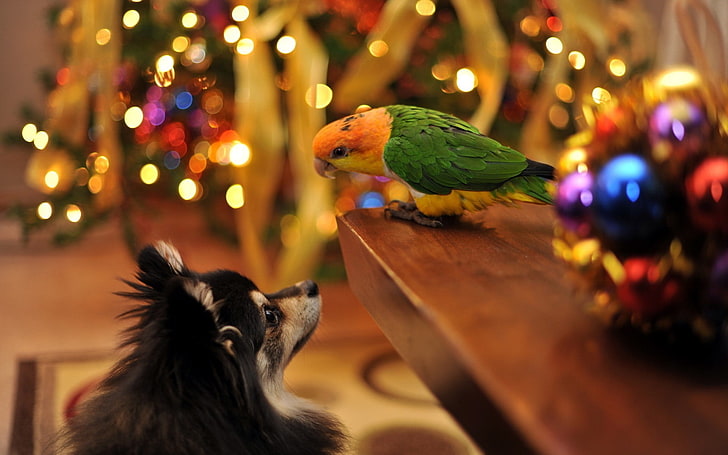 green and yellow feather bird, nature, dog, birds, bokeh, Christmas, HD wallpaper
