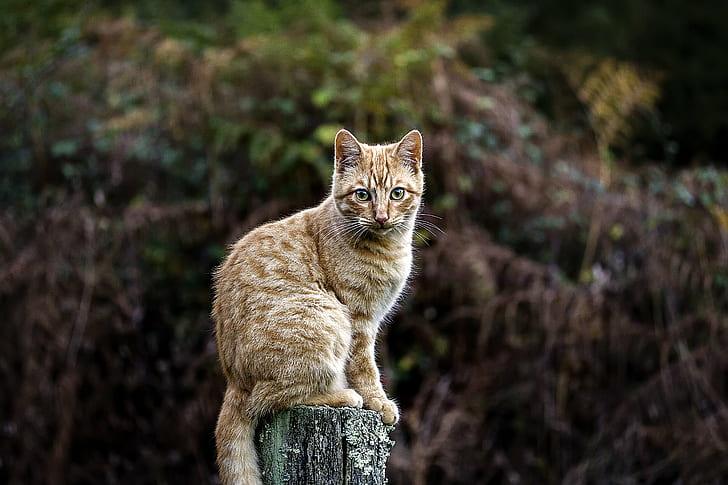 shallow focus photography of orange cat standing on trunk, El