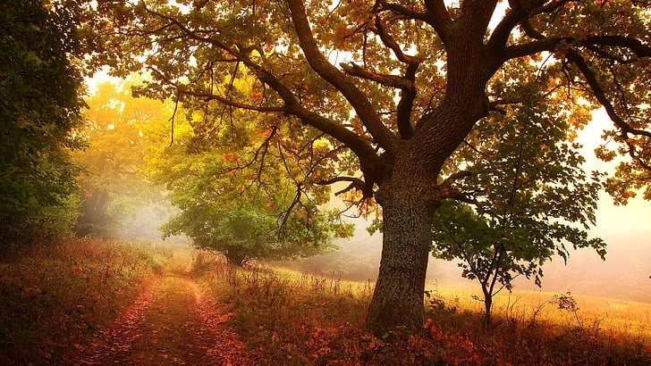 autumn landscape, dirt road, deciduous, morning, forest, tree