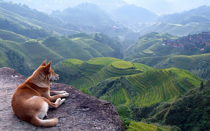 medium short-coated tan and white dog, landscape, terraced field